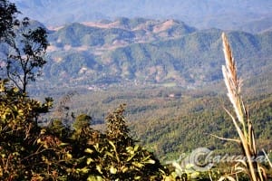 thai_sakura (2)
