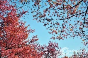 thai_sakura (5)