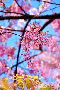 thai_sakura (6)