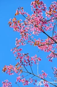 thai_sakura (7)