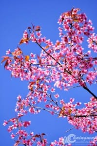 thai_sakura (8)