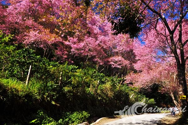 thai_sakura (9)