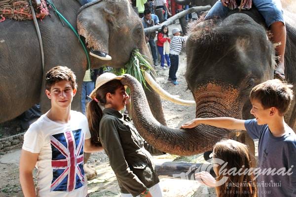ปางช้างแม่สา (2)