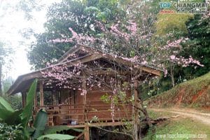 แม่กลางหลวงฮิล42